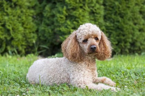 reputable poodle breeders|best poodle breeders in america.